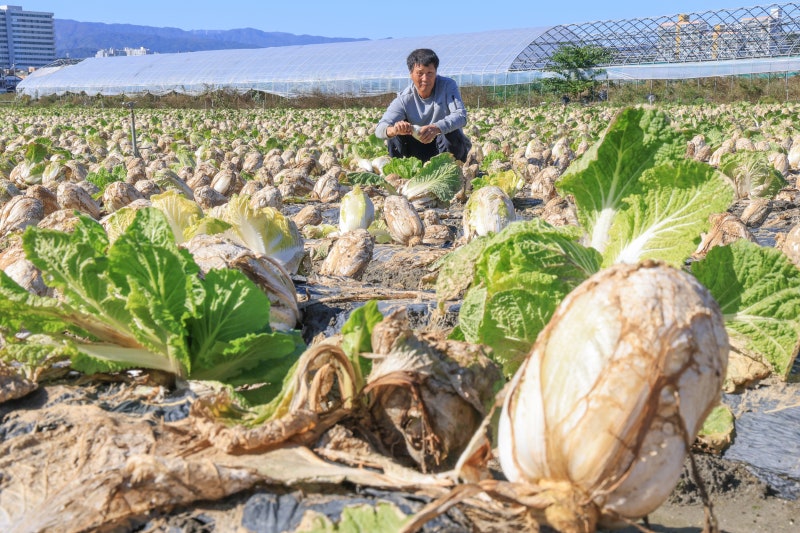 여름엔 가뭄, 10월엔 24일간 비… 계절 엉킨 강릉의 한숨