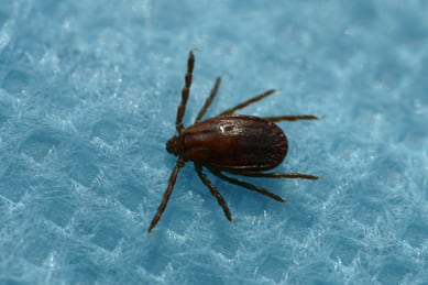 진드기 매개 감염병 SFTS 올해 역대급 증가, 치료제도 없다니 큰일이야