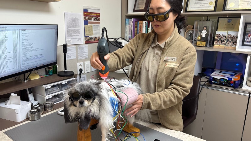 [핫코너] ‘개르신’ 우리집 강아지, 침 맞으러 재활센터 다녀요