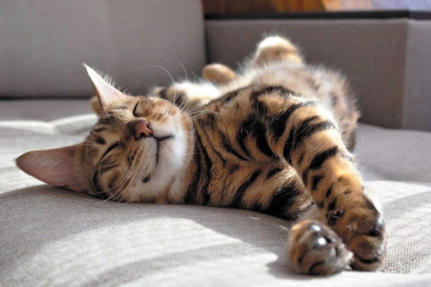 낮잠을 즐기는 집고양이의 모습.오늘날의 집고양이는 레반트 지역에서 들여와 길들여진 것으로 추정된다./셔터스톡