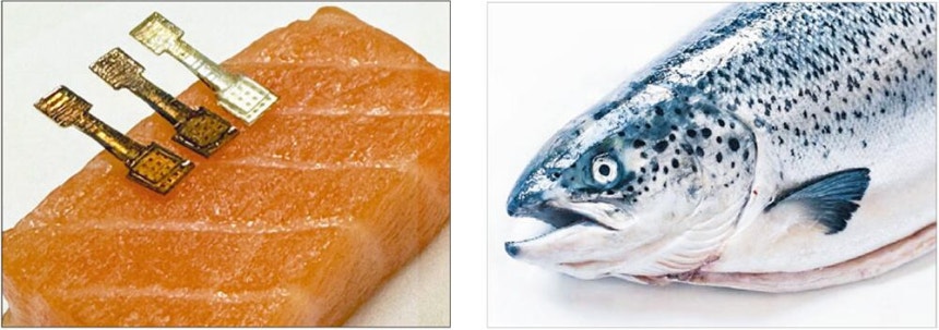 호주 모나시 대학 니콜라스 뵐커 교수팀은 생선의 신선도를 100초 안에 측정하는 마이크로 니들 패치 센서를 개발했다./ACS 센서스