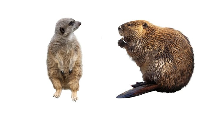 영국 캠브리지 대학 진화 인류학과 마크 다이블 교수팀이 포유류 동물의 일부일처제 충성도를 비교하는 연구를 발표했다. 연구에 따르면, 사람은 미어캣보단 일부일처제를 잘 지키는 편이었고, 비버보단 안 지키는 쪽이었다.