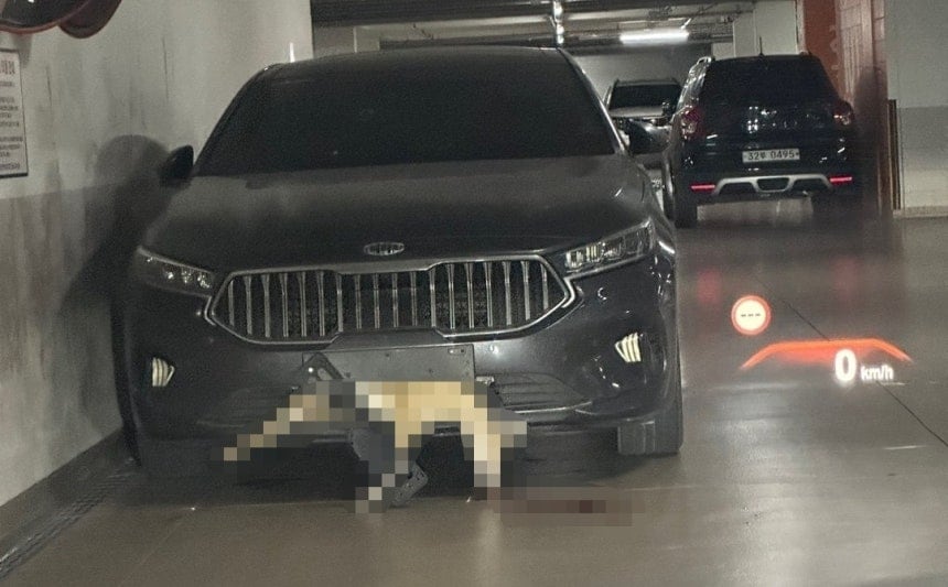 차 범퍼에 낀 고라니/ 보배드림