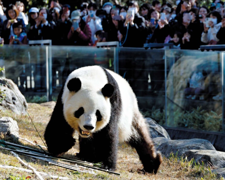 지난달 28일 도쿄 우에노 동물원에서 관람객들이 자이언트판다 샤오샤오를 보고 있다.샤오샤오는 내년 1월 쌍둥이인 레이레이와 함께 중국으로 돌아간다./EPA 연합뉴스