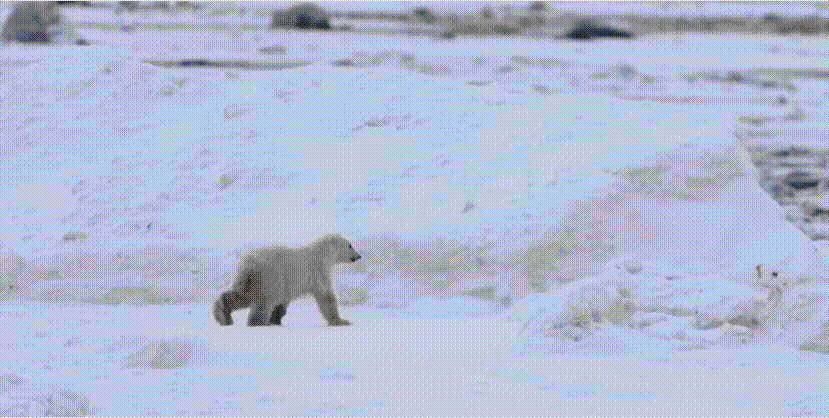 한 새끼 곰이 가족 곁으로 급히 달려가고 있다./유튜브