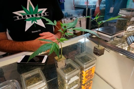 최근 ‘대마초 ETF’가 급등했다는데...이 ETF의 정체는