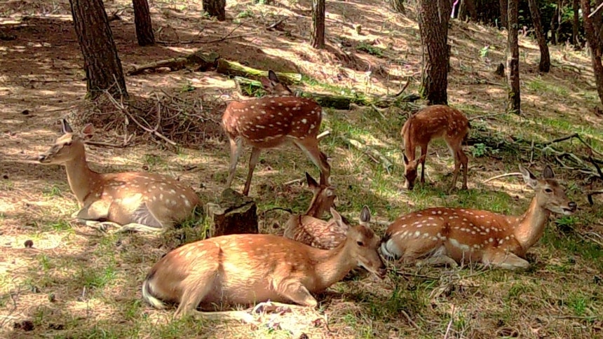 지난해 전남 고흥군 소록도에서 발견된 야생 꽃사슴./기후에너지환경부