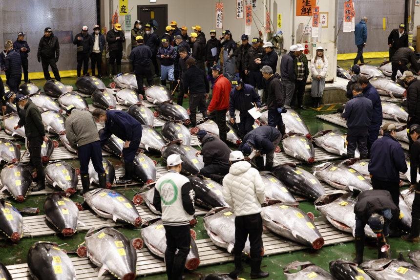5일 도쿄 고토구 도요스시장에서 신년 첫 참치 경매가 열리고 있다./교도 연합뉴스