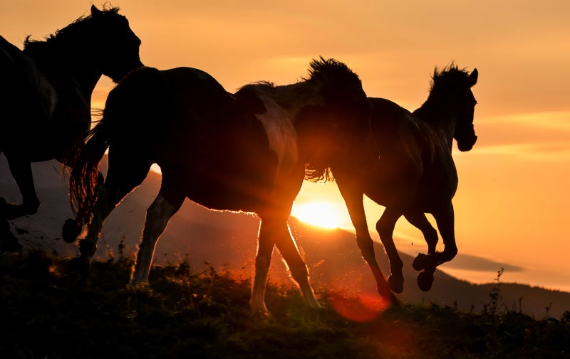 [신문 속 작은 창문] [7] 새해, 말 달리자
