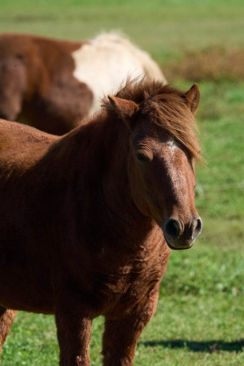 [윤주의 이제는 국가유산] [44] 천연기념물 ‘제주馬’처럼