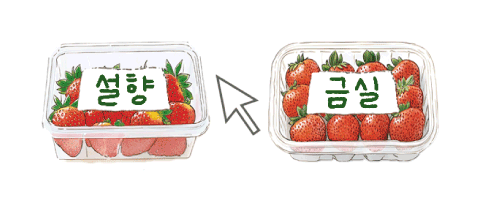[리빙포인트] 딸기는 품종 따져보세요