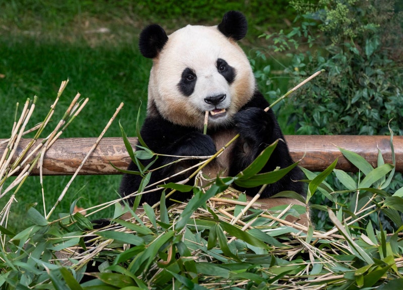 ‘시진핑 판다’로… 李, AI 센터 놓친 광주 달래기