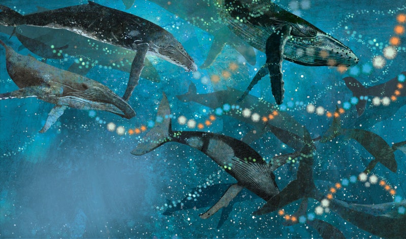 [그림이 있는 도서관] 바닷물 오선지 삼은 빛의 음표… 신비로운 혹등고래의 노랫소리