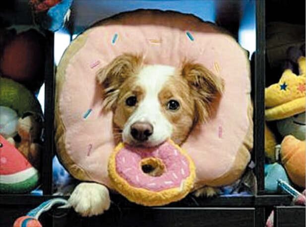 ‘서당개 3년이면 풍월 읊는다’ 이 속담, 근거 있는 말이었다