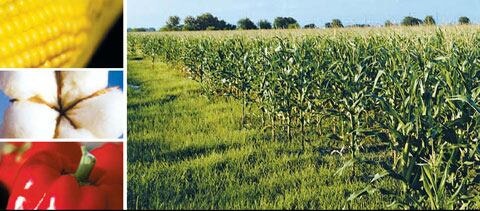 [박건형의 닥터 사이언스] 50년 간 글로벌 농업을 지배한 제초제 신화의 종말