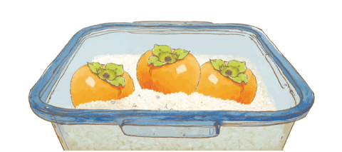 [리빙포인트] 단감 떫은 맛 잡는데  는 생쌀