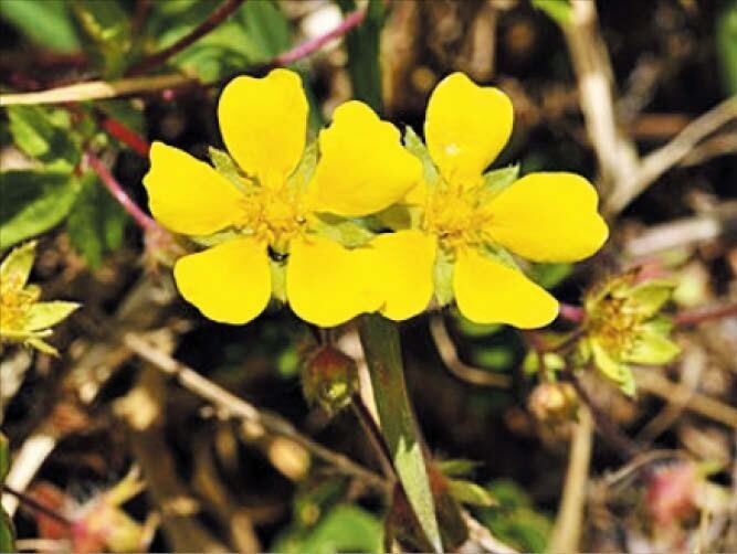 작년 국내 서식 생물 6만2600여종… 30년 전보다 2배 이상 늘어