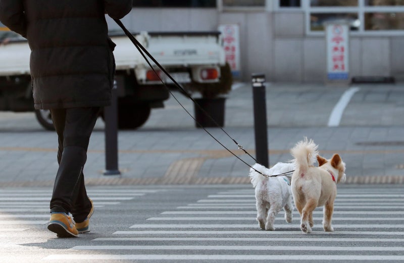 [오늘의 판결] “우리 개는 안 물어요” 4번 사고 낸 견주, 금고 4년형