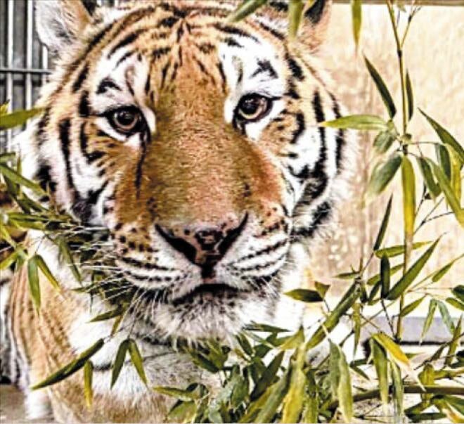 서울대공원 ‘애교쟁이’ 호랑이 미호 세상 떠났다