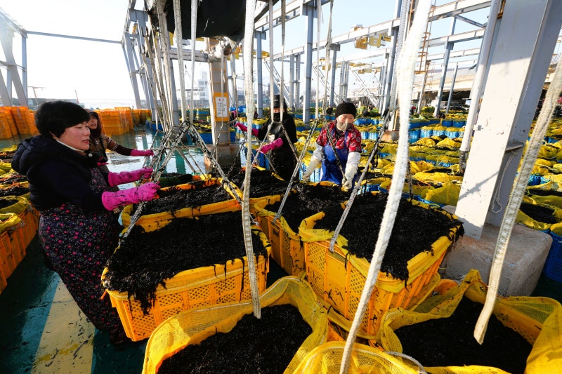 강물과 남해 바닷물이 만들어낸 ‘낙동김’을 아시나요