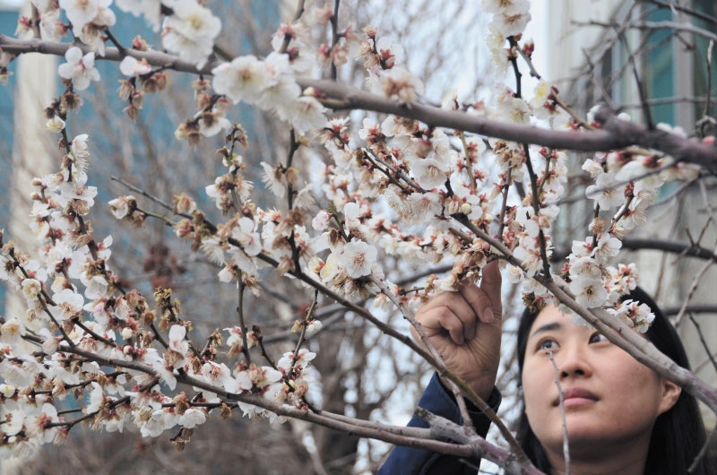 ‘열’ 받은 봄, 성질 더 급해졌다