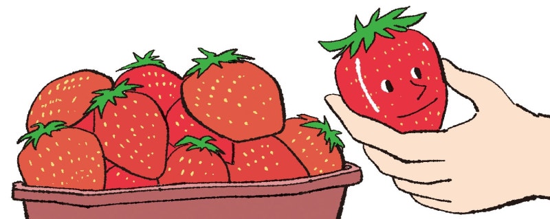 [리빙포인트] 맛있는 딸기 고르는 법