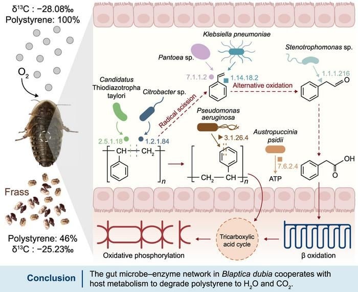 바퀴벌레의 재발견… 플라스틱 분해 해결사 되나