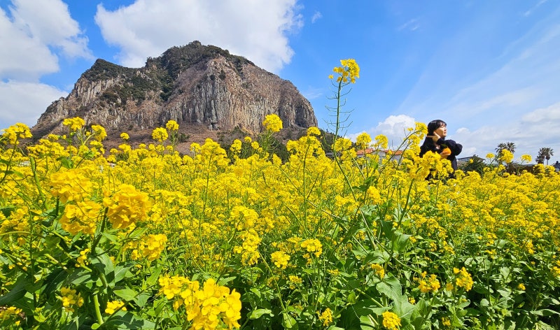겨울인지 봄인지… 헷갈린 벚꽃, 서울 열흘 지각