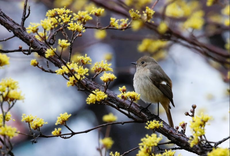 [부산에 가면] 저기 봄꽃처럼 울음을 터트리며
