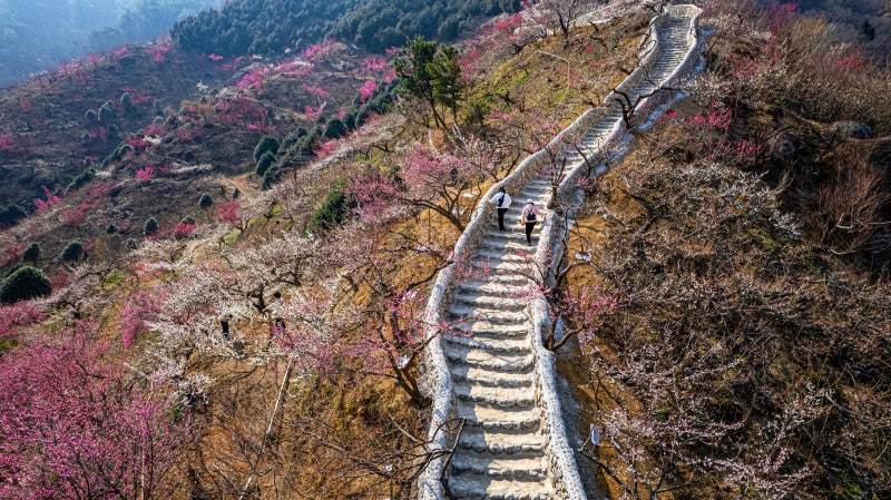 ‘부산 가시나’가 눈물로 심은 광양 매화는 올해도 “말도 몬 하게 예쁘게 피었습니데이~”