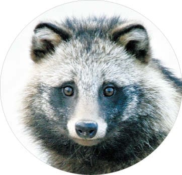 야생 너구리들 많은 하천·숲 조심하세요