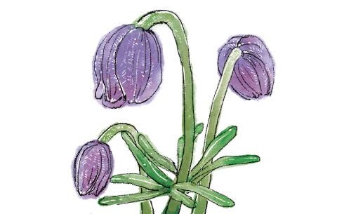 [문태준의 가슴이 따뜻해지는 詩] [112] 할미꽃은