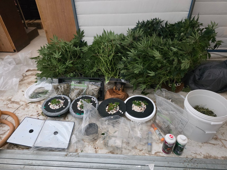 적발된 대마./중부지방해양경찰청