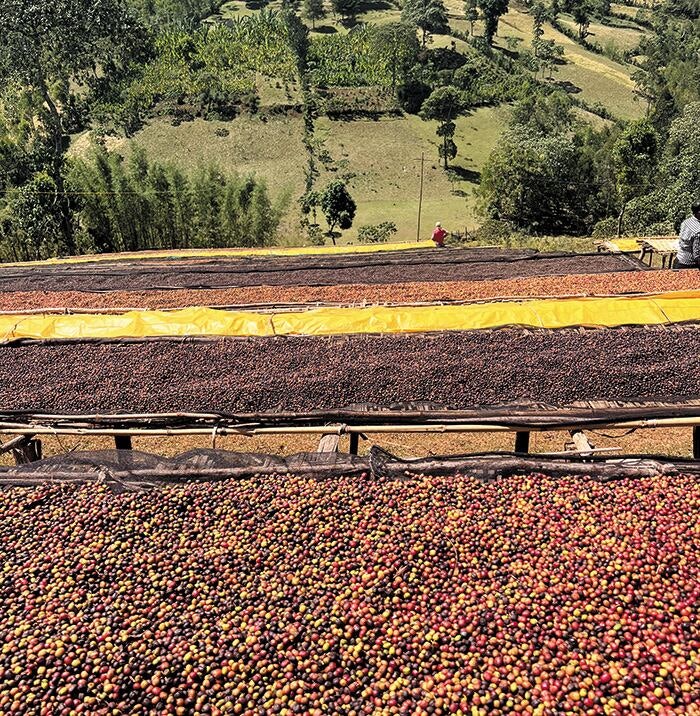 에티오피아 커피보다도 못한 한국의 인재 판별 시스템
