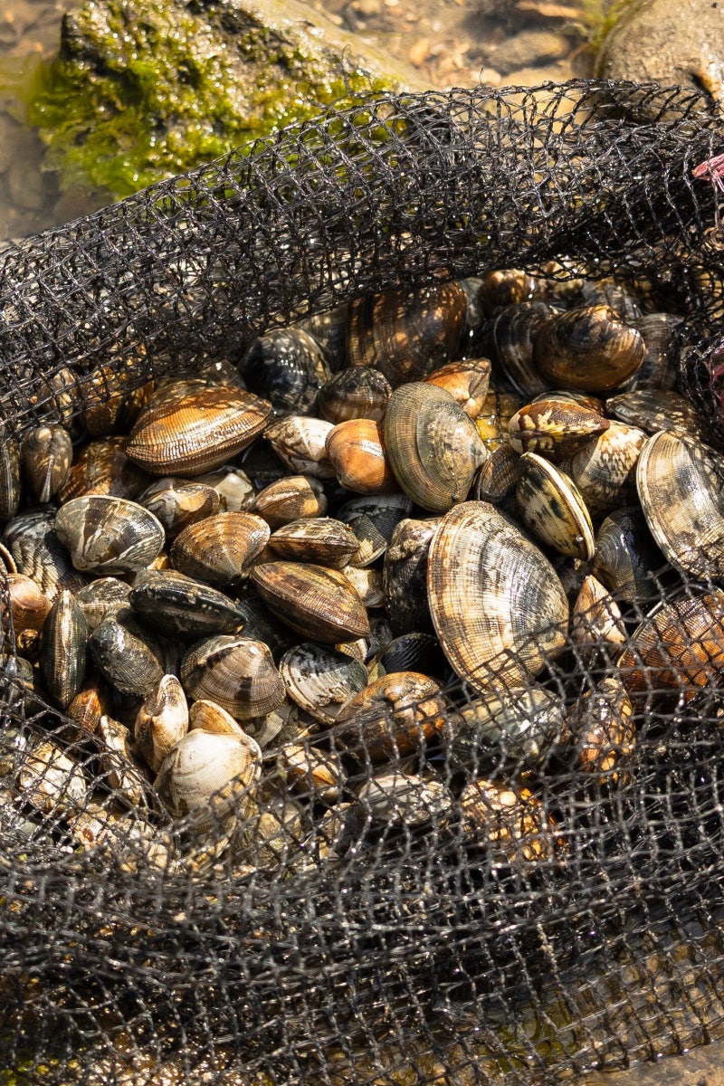 연둣빛 넘실거리는 무창포 바다에서 봄을 건져 올렸다