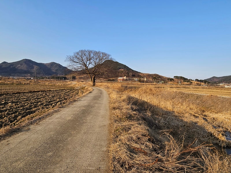 당산나무 인근에는 언제나 마을이 있었다