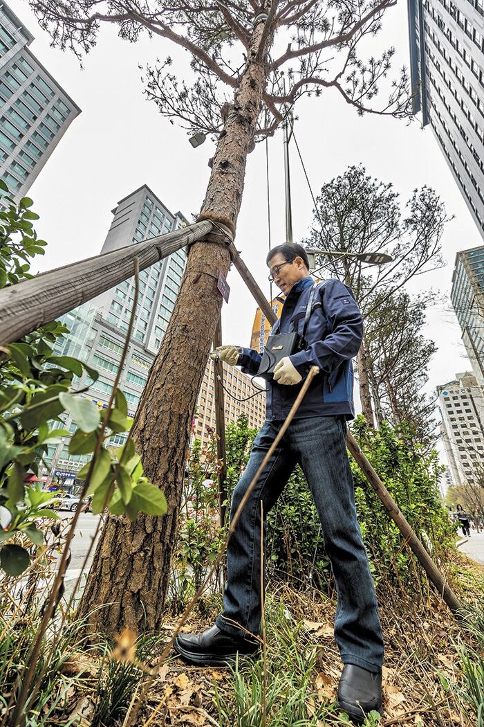 공해 적응 훈련하고 왕진도 받네… ‘도심 나무’가 사는 법