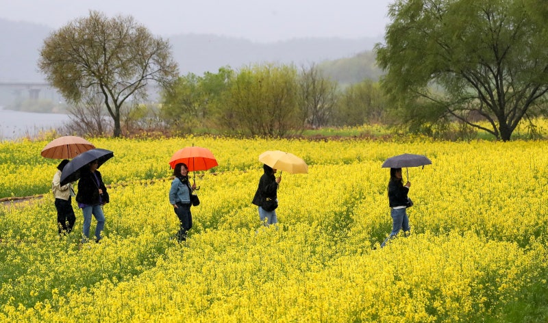 4월에 130㎜… 제주 강타한 ‘여름비’