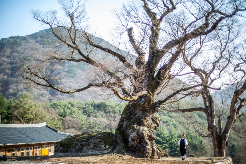 ‘공림사’ 천년 느티나무 만나고, ‘화양구곡’ 선비 코스… ‘효재처럼’ 놀아볼까?