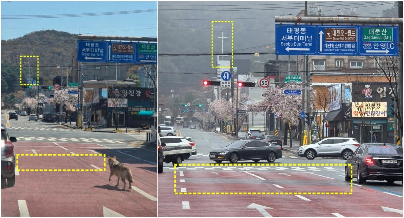 AI 조작사진 들고 ‘늑구’ 찾아다녔다