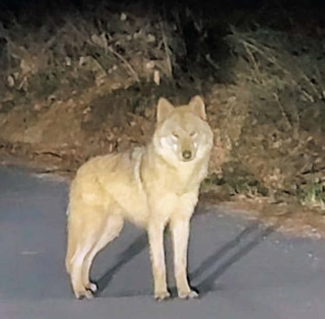 늑구도 가족이 그리웠나…  동물원 주변 배회하고 있었다