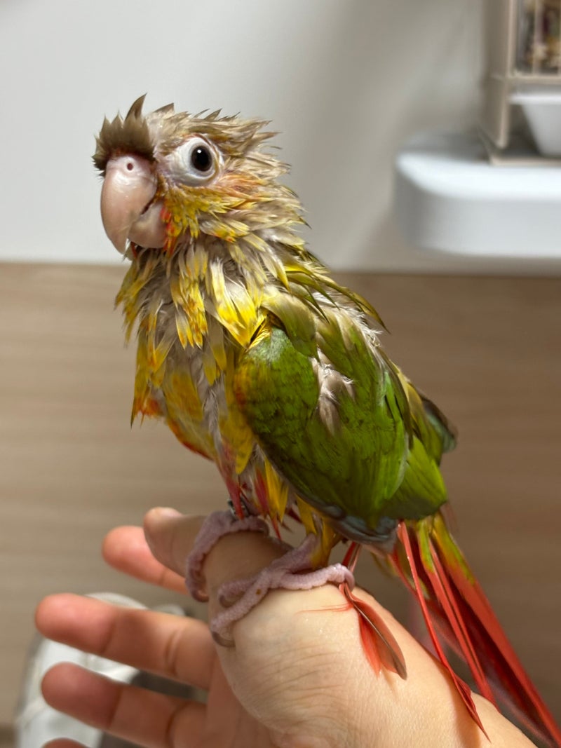 [카페 2030] 앵무새 무덤에 싹이 틀 무렵에는