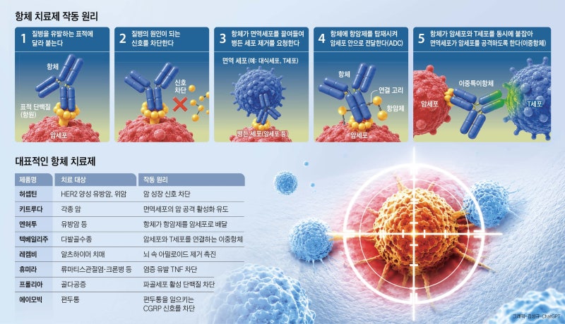 질병 원인만 콕 집어 공격… ‘항체 치료제’ 전성시대