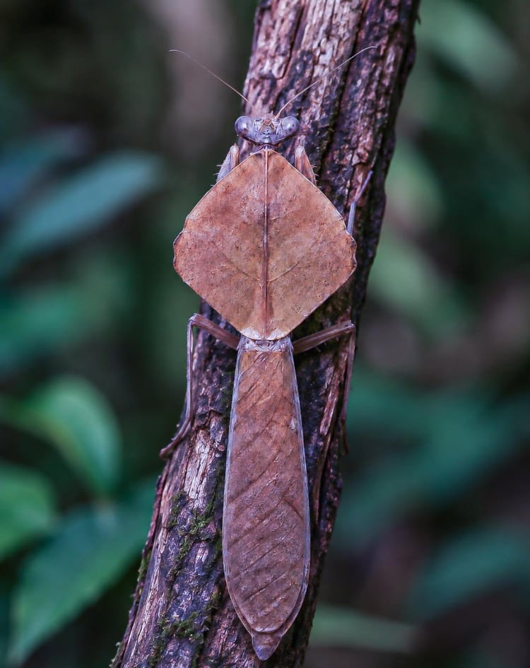 www.inaturalist.org에 올라온 사마귀 사진. AI로 조작됐다.