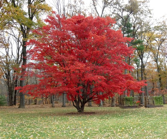 붉은 단풍은 특별하다?! & 가을이면 울긋불긋해지는 나뭇잎 '왜그럴까?' — Synthesis-Based Biofusion  Technology Lab