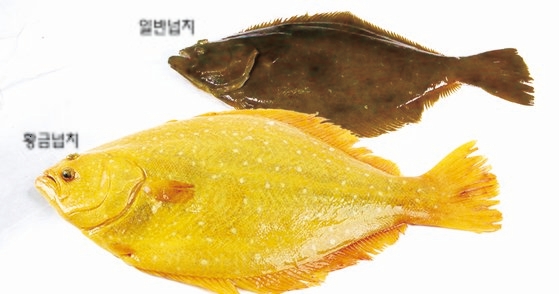 황금넙치는 일반 넙치(광어)와 색깔만 다를 뿐, 어른 물고기의 크기와 생김새는 똑같다. [사진 해연]