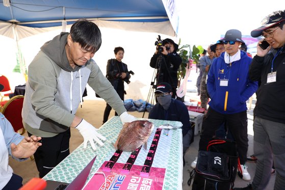 지난해 10월 전남 강진군 마량항에서 열린 낚시대회 참가자들이 낚아 올린 물고기의 크기를 재고 있다. 사진 강진군