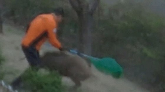 지난달 15일 오전 등교시간을 앞두고 대구의 한 초등학교에 출몰한 멧돼지. 소방관이 포획을 시도하고 있다. 사진 경찰청 공식 유튜브 캡처