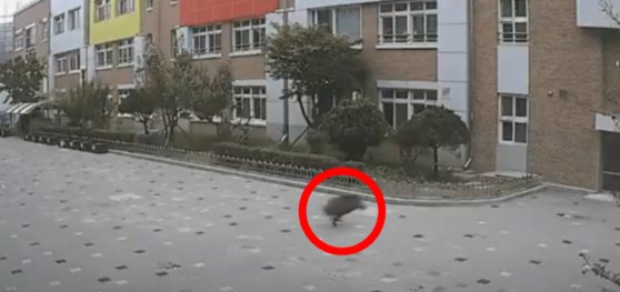 지난달 15일 오전 등교시간을 앞두고 대구의 한 초등학교에 출몰한 멧돼지. 사진 경찰청 공식 유튜브 캡처