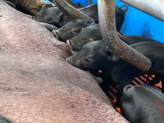 제주도의 한 돼지 축사에서 어미 돼지의 젖을 먹고 있는 개량종 새끼 흑돼지들. 최충일 기자